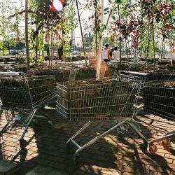 Moving Forest on Shopping Carts