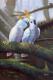 oil on canvas love birds