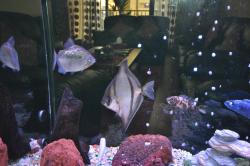 fish aquarium Fish tank