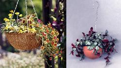 Hanging Baskets for Plants Interior Design Photos
